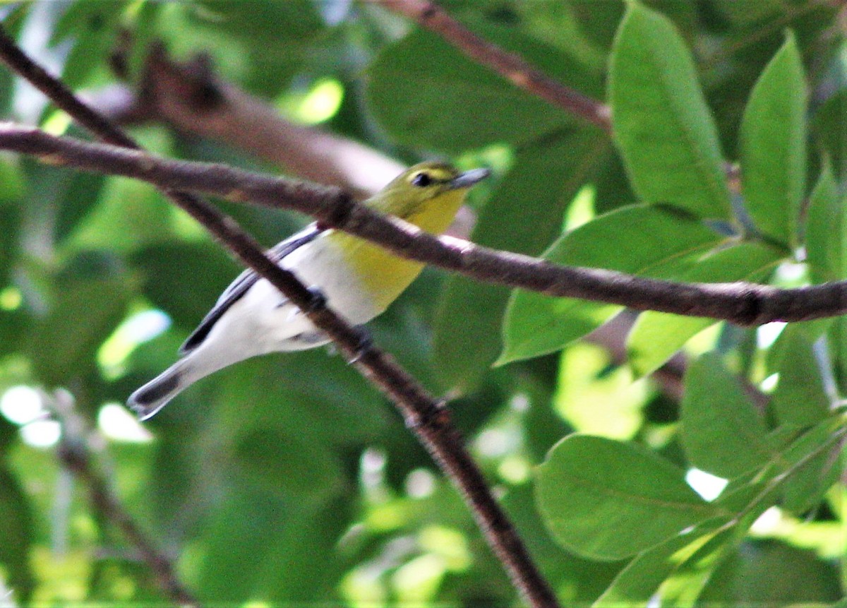 Yellow-throated Vireo - ML643802385