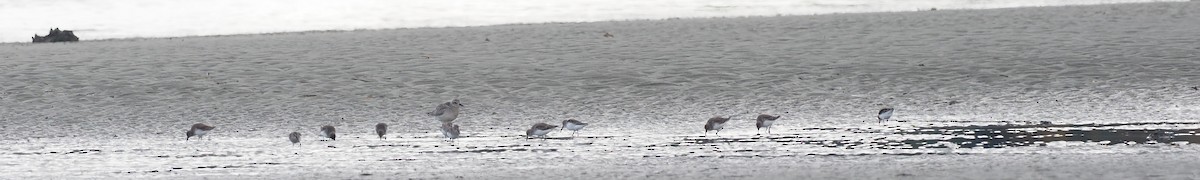 Dunlin - ML643802389