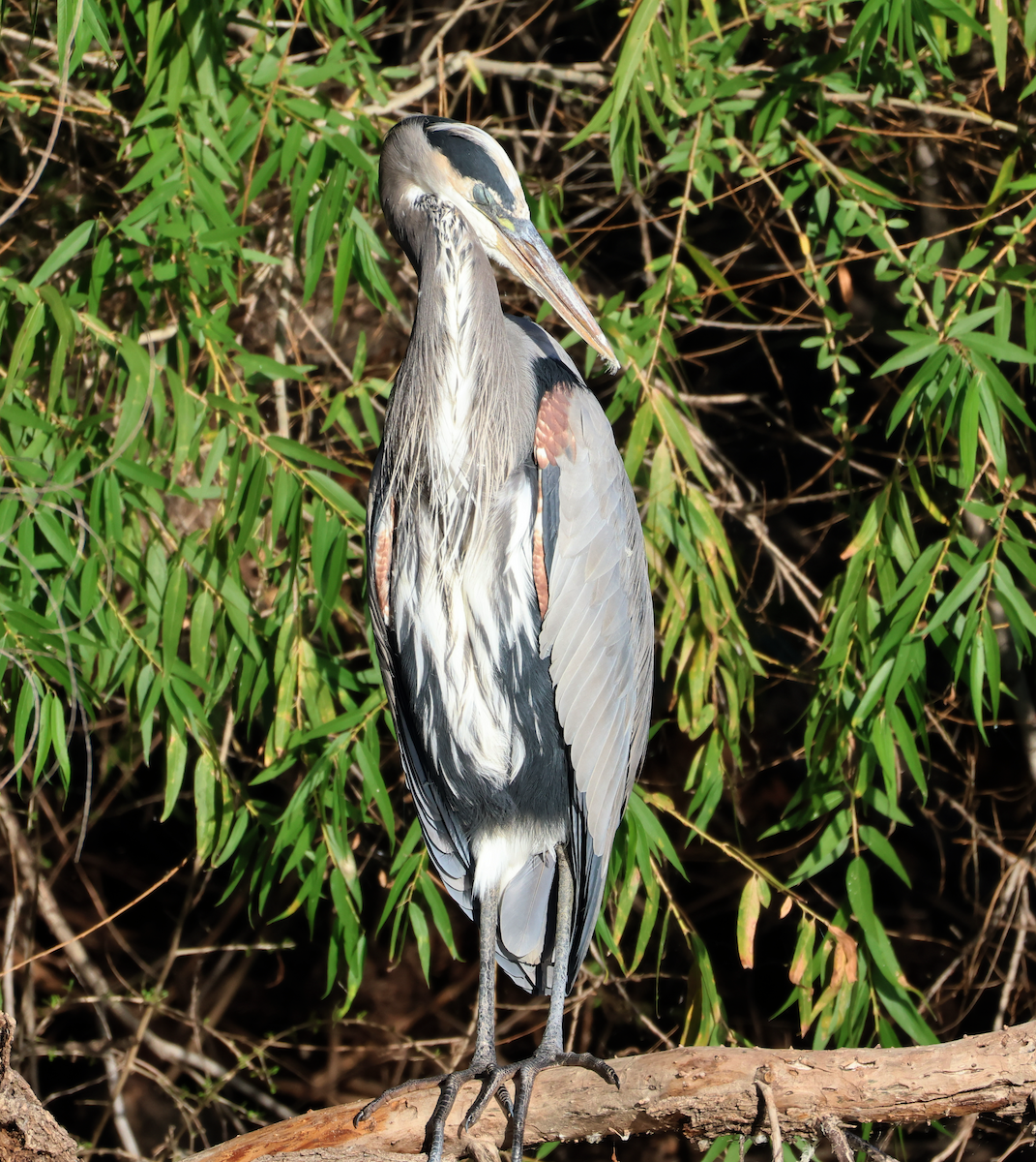 Great Blue Heron - ML643802390