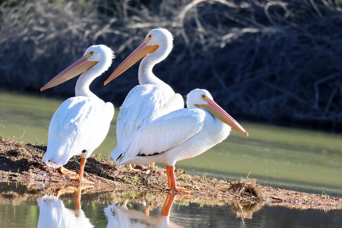 American White Pelican - ML643802395