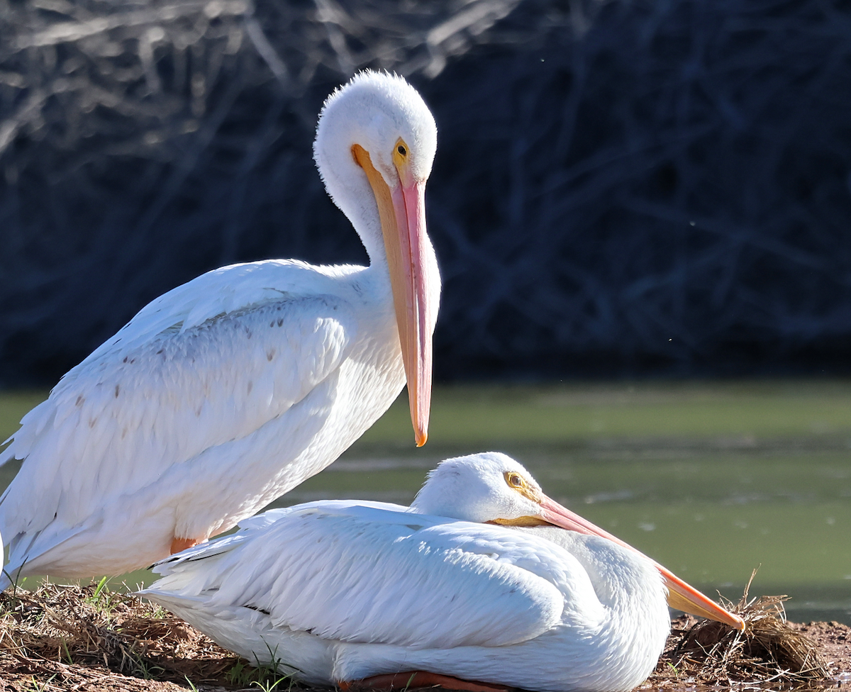 American White Pelican - ML643802402