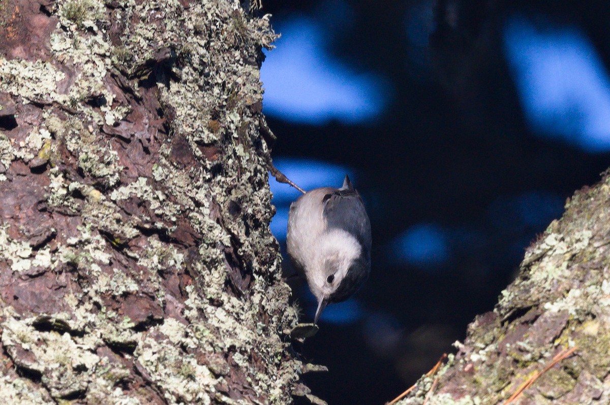 White-breasted Nuthatch - ML643802416