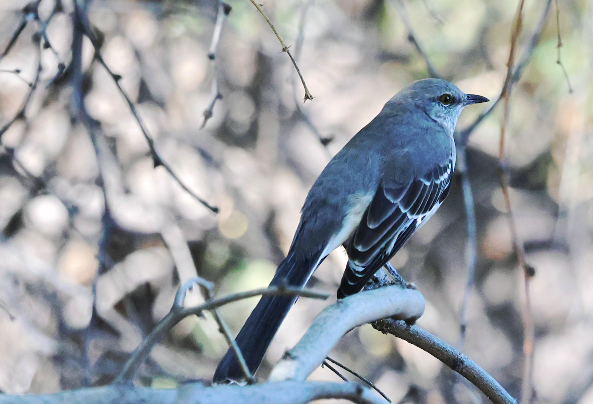 Northern Mockingbird - ML643802417