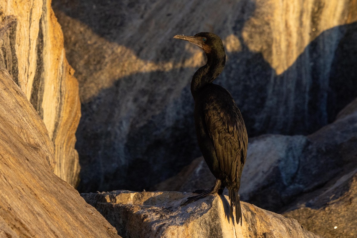 Brandt's Cormorant - ML643802418
