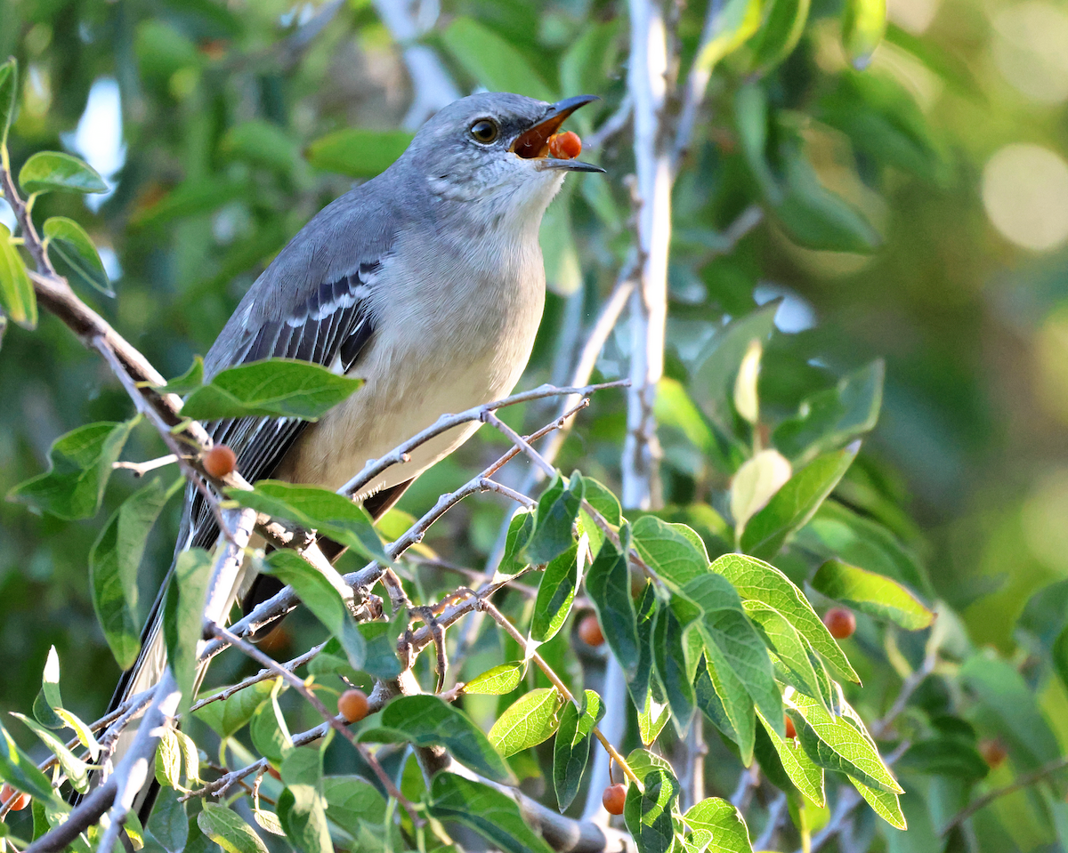 Northern Mockingbird - ML643802424