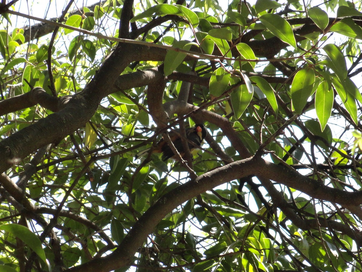 Golden-billed Saltator - ML643802425