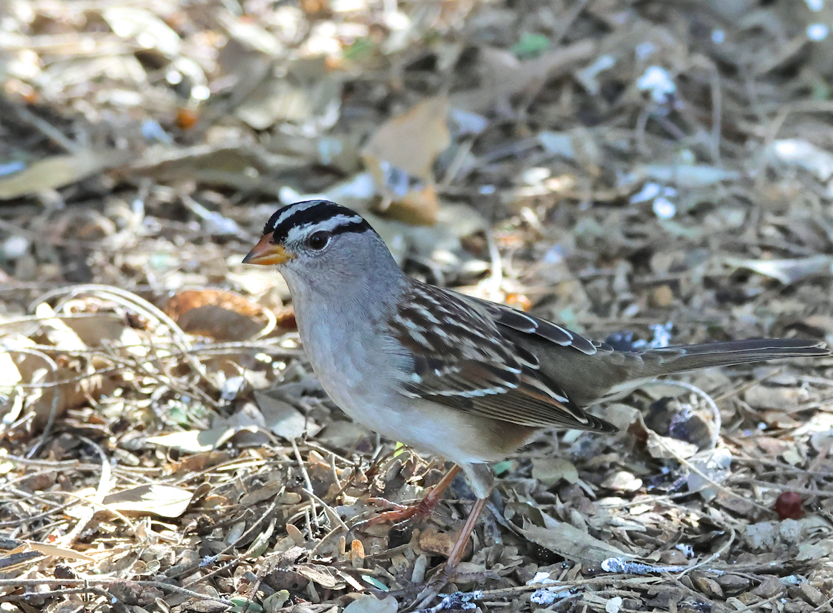 White-crowned Sparrow - ML643802428