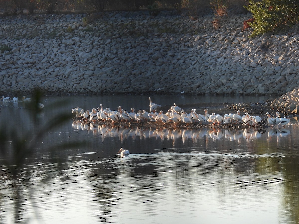 American White Pelican - ML643802440