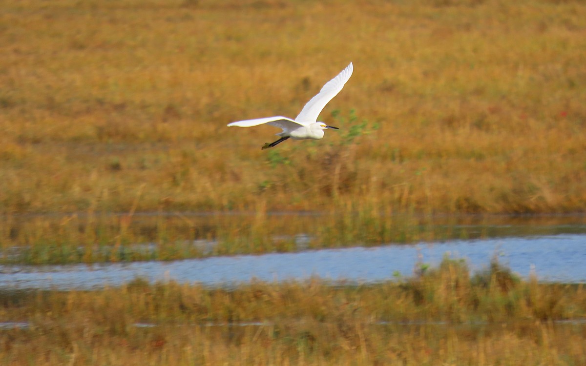 Snowy Egret - ML643802449