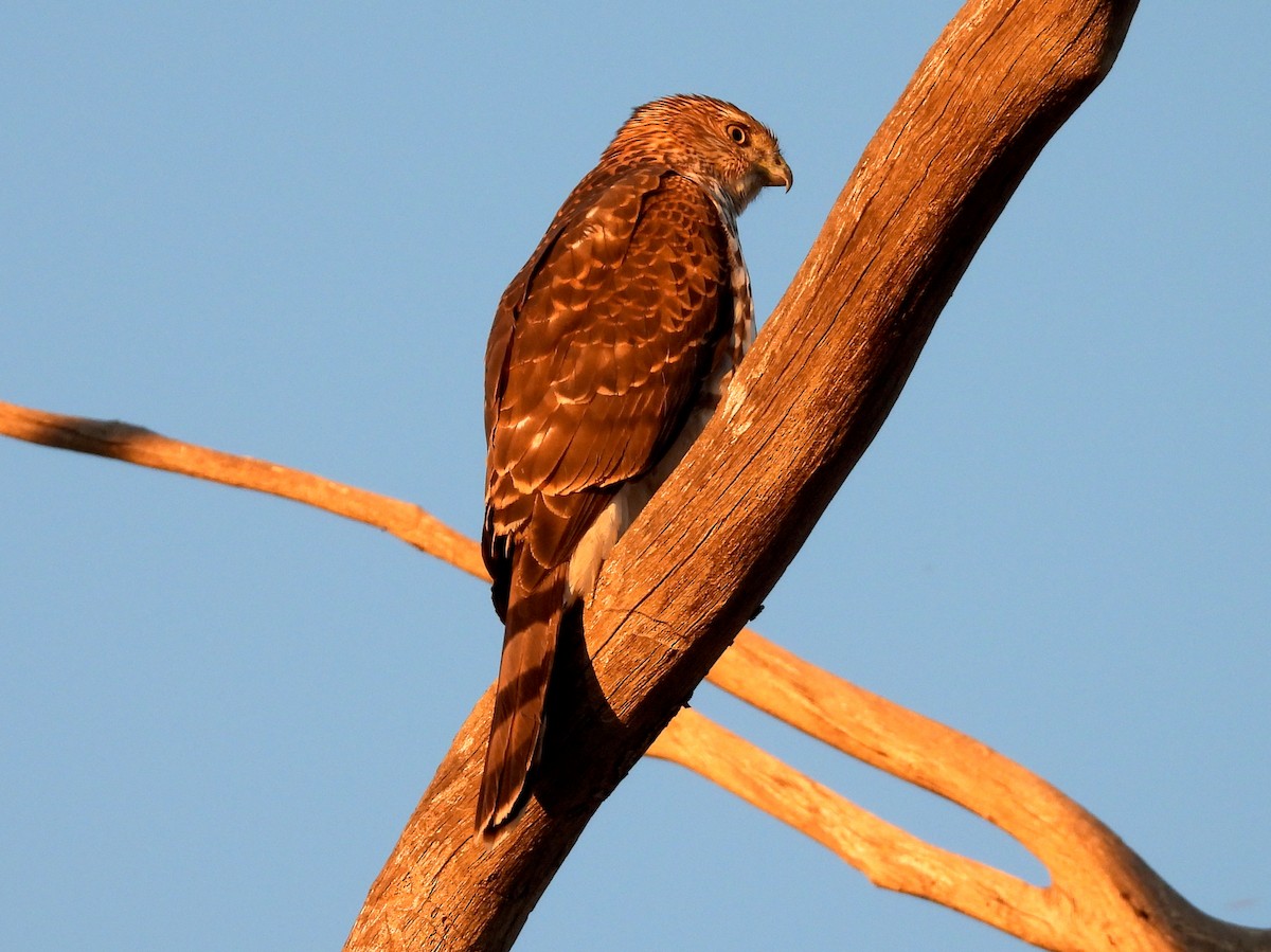 Cooper's Hawk - ML643802450