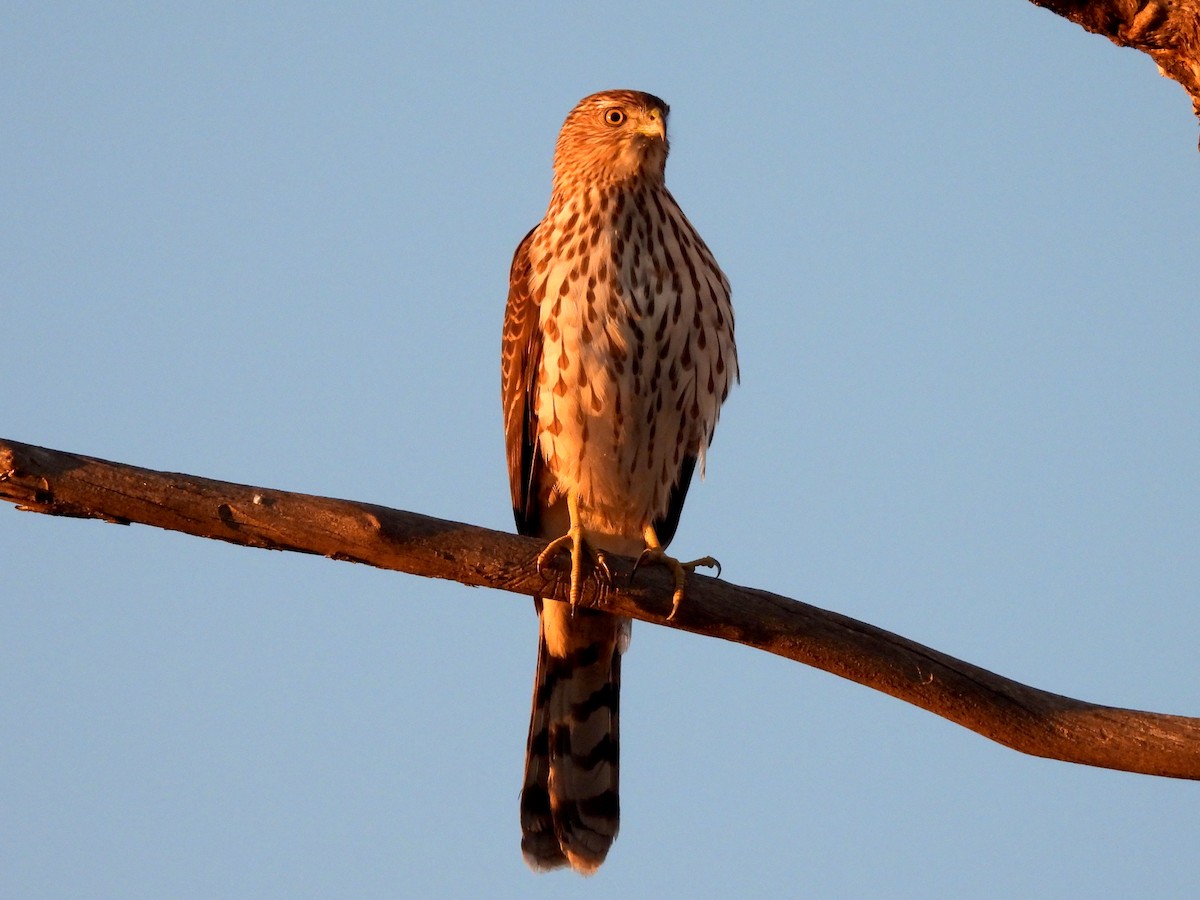 Cooper's Hawk - ML643802451