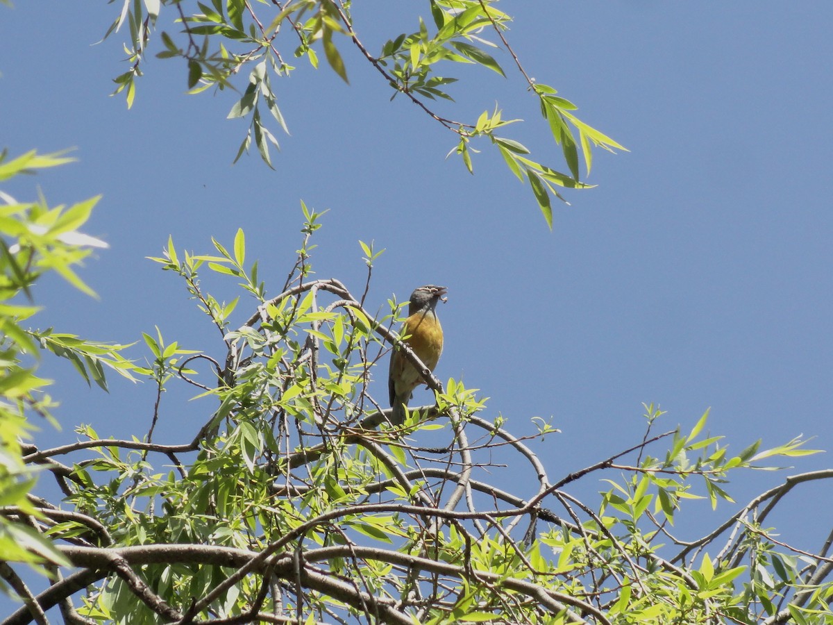 Peruvian Sierra Finch - ML643802452
