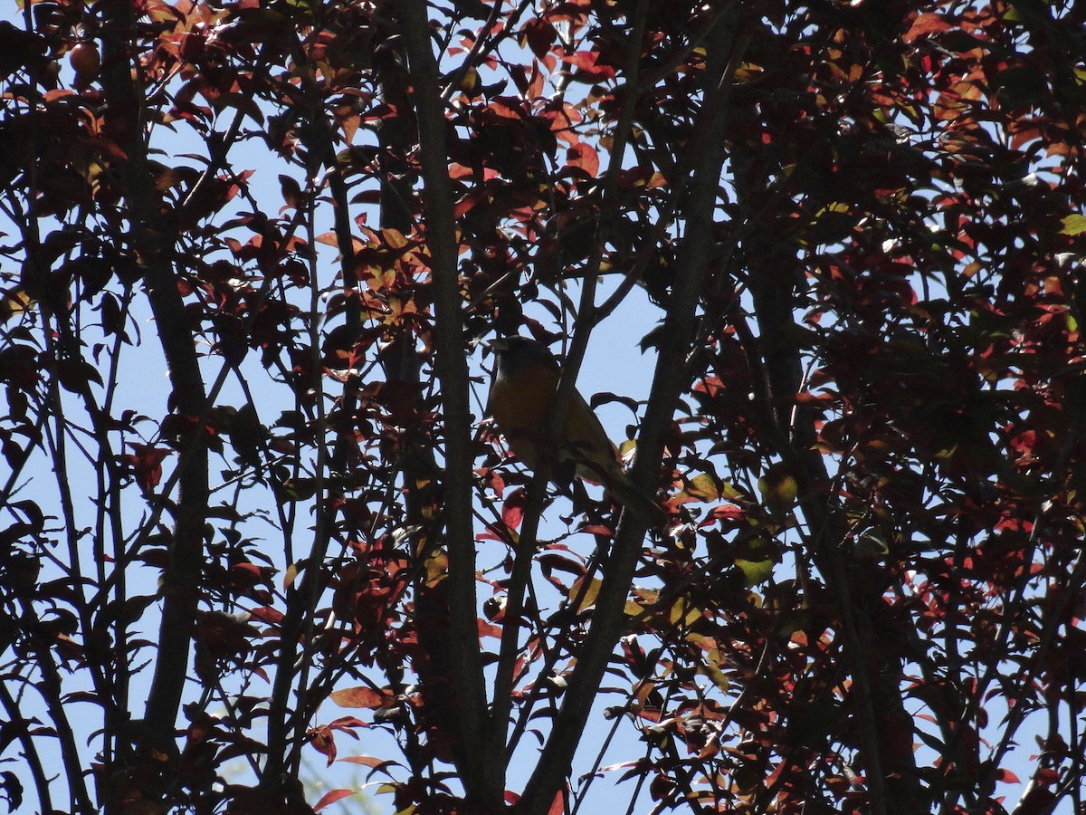 Peruvian Sierra Finch - ML643802453