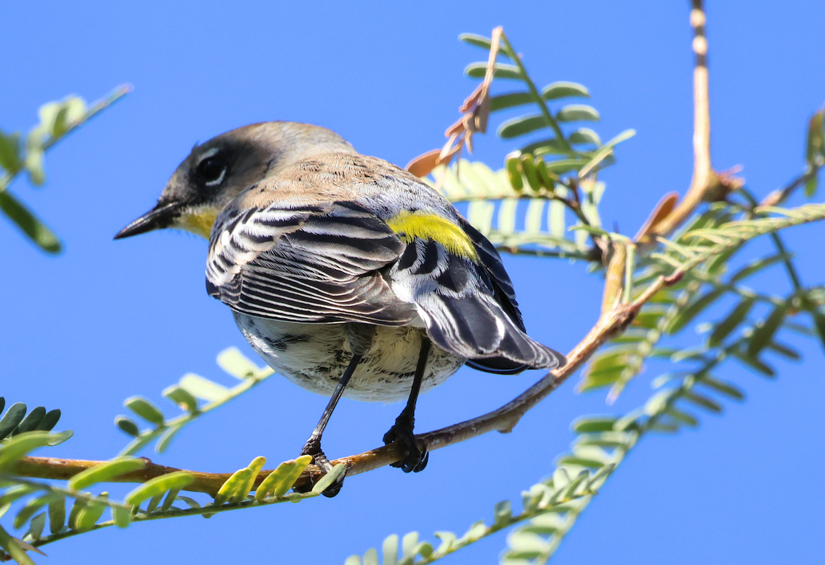 Yellow-rumped Warbler - ML643802455