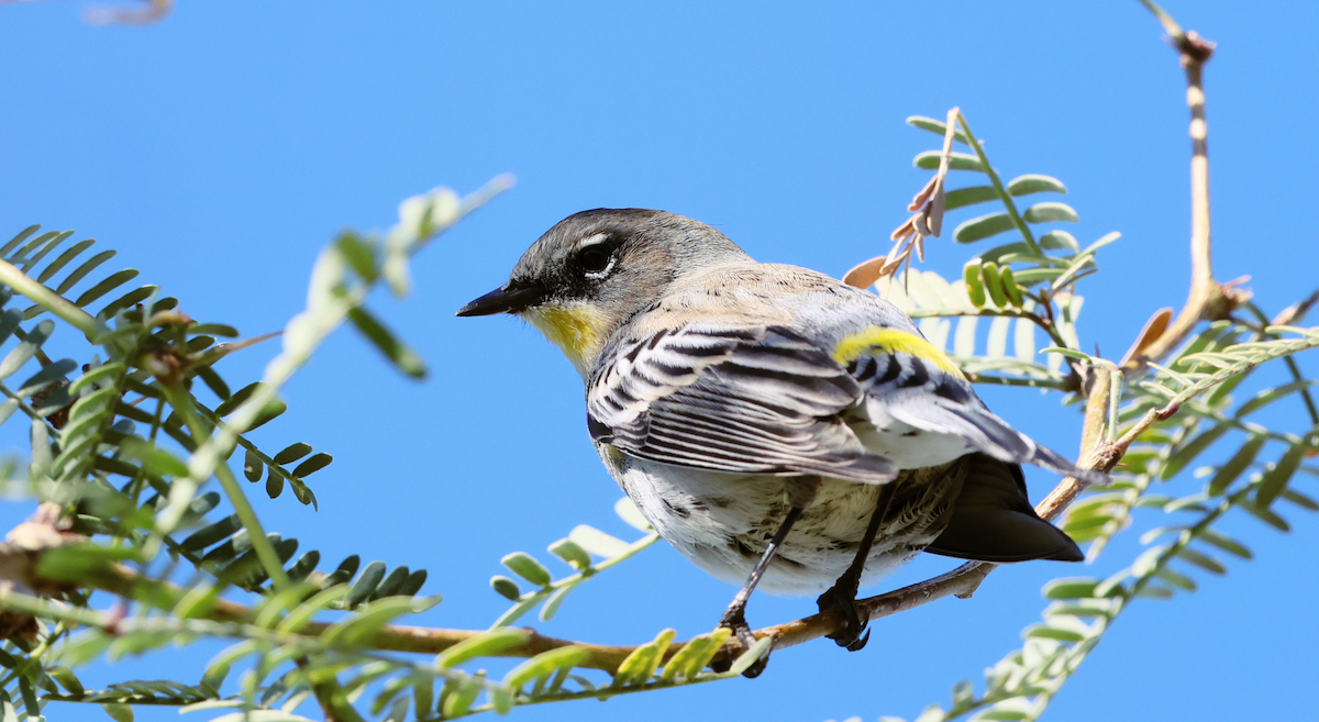 Yellow-rumped Warbler - ML643802456