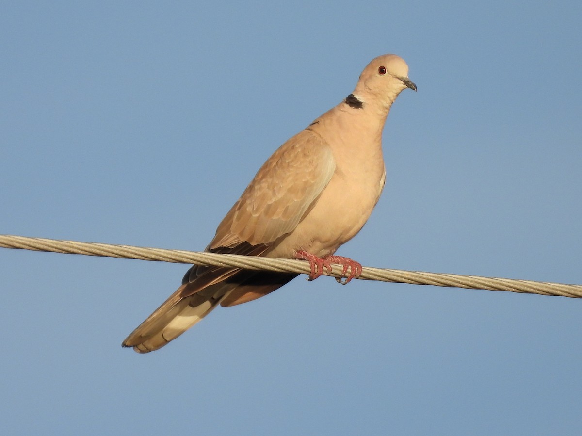 灰斑鳩 - ML643802460