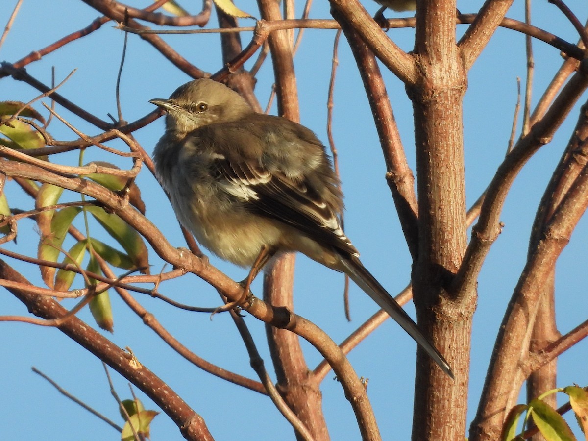 Northern Mockingbird - ML643802472