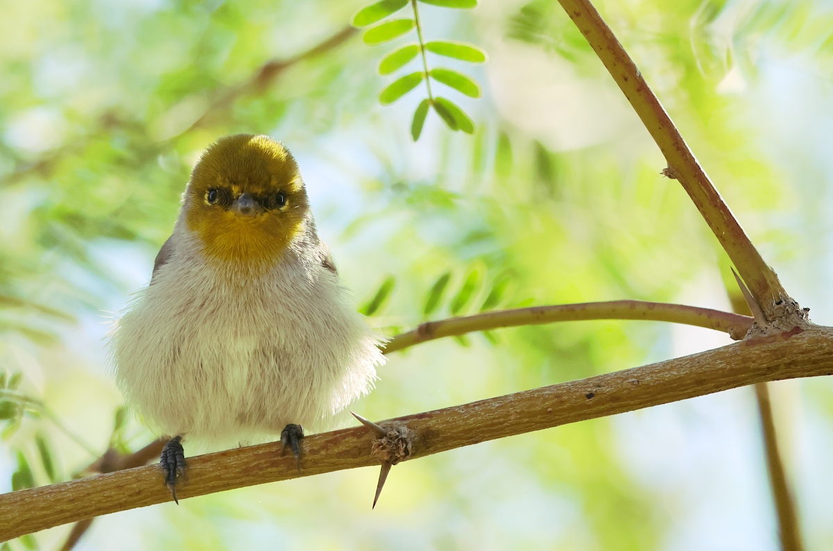 Verdin - ML643802474