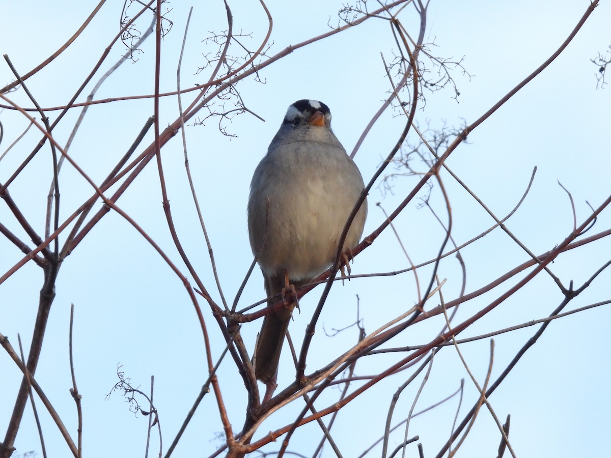 White-crowned Sparrow - ML643802475