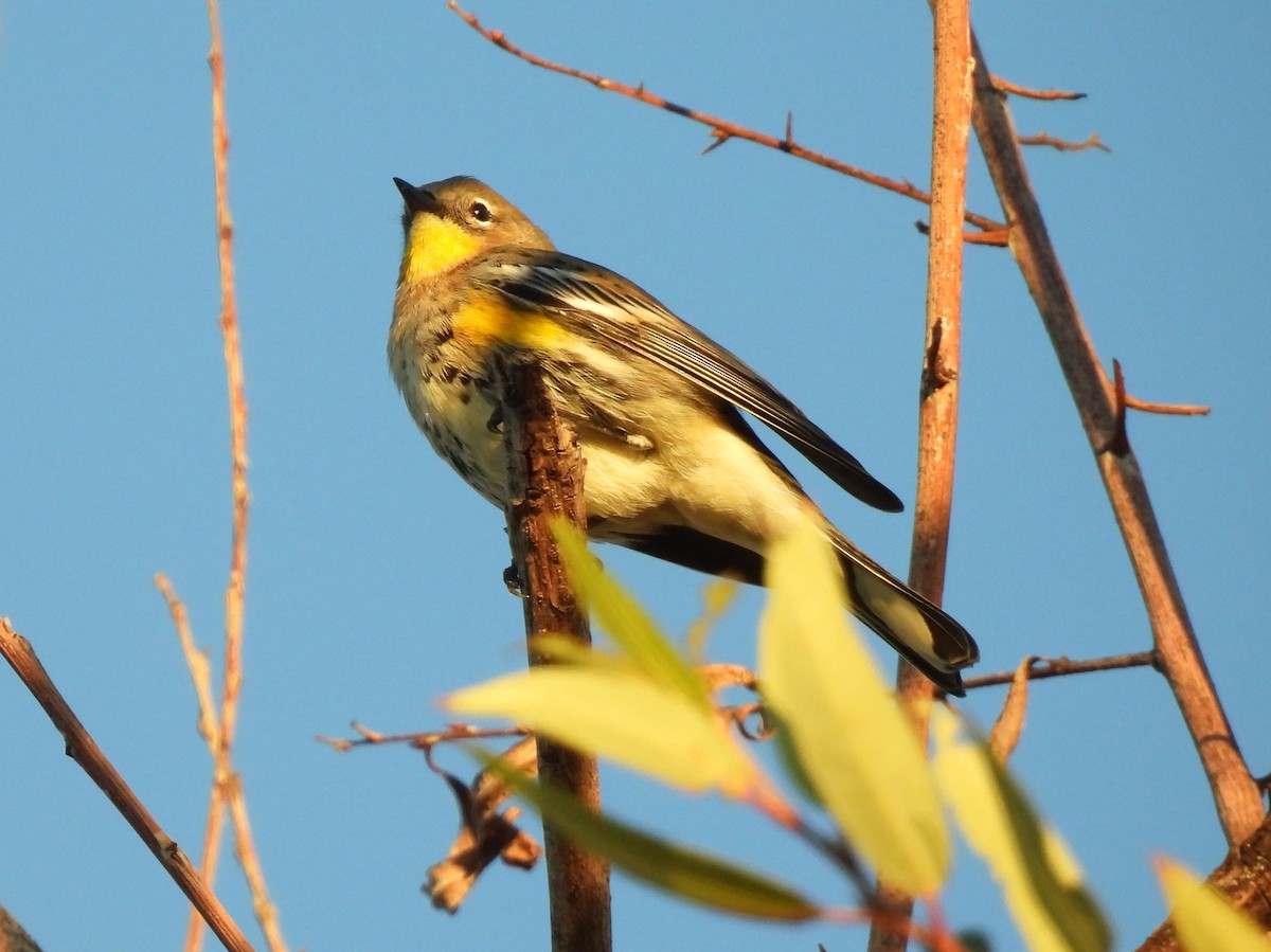 Yellow-rumped Warbler - ML643802477