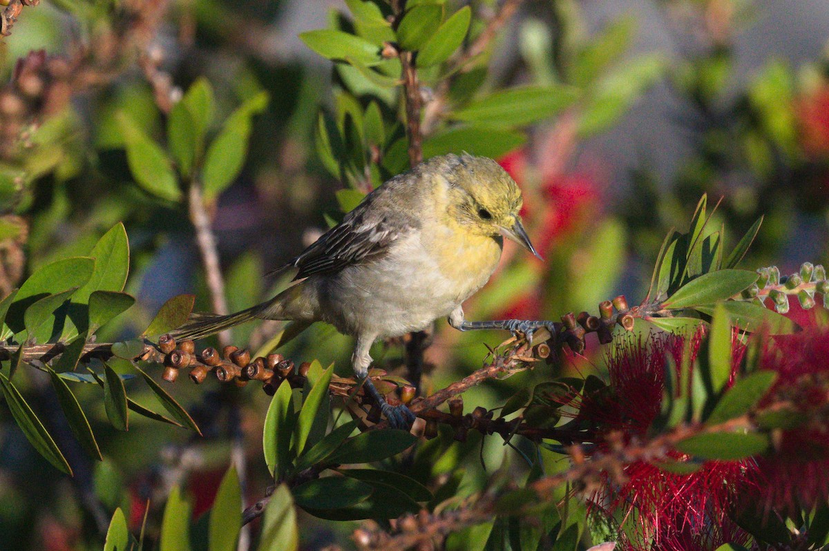Bullock's/Baltimore Oriole - ML643802481