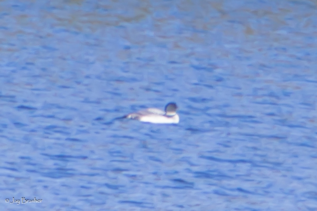 Common Loon - ML643802483