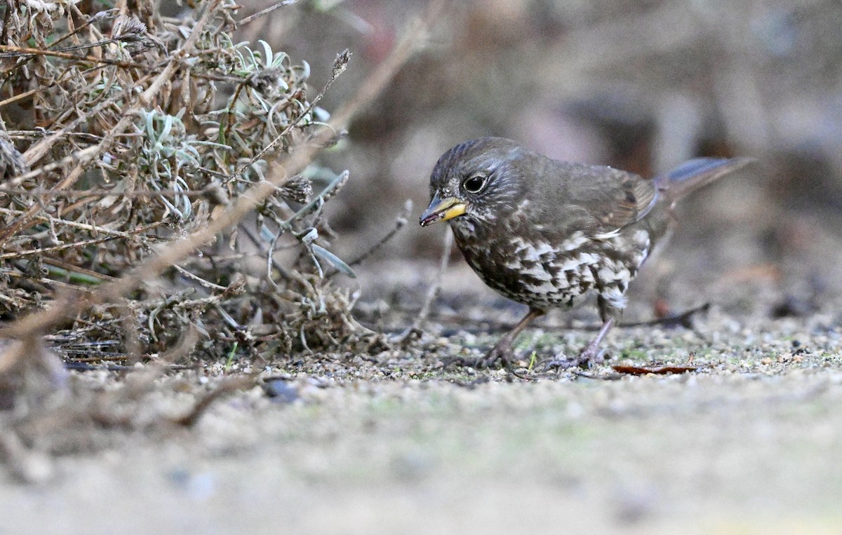 Fox Sparrow - ML643802484