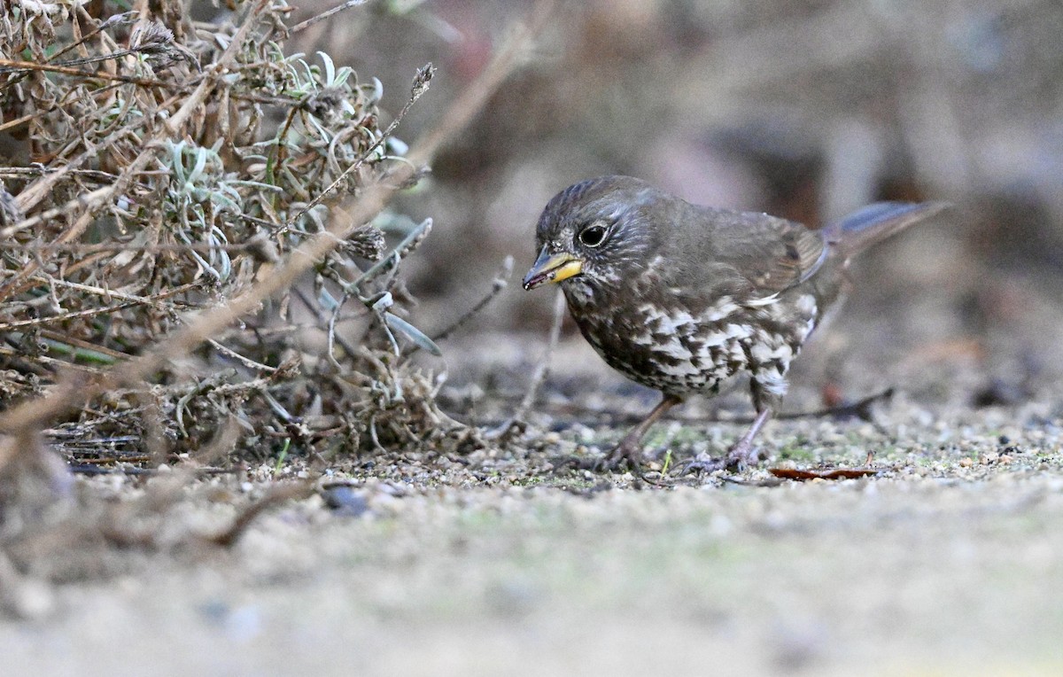Fox Sparrow - ML643802485