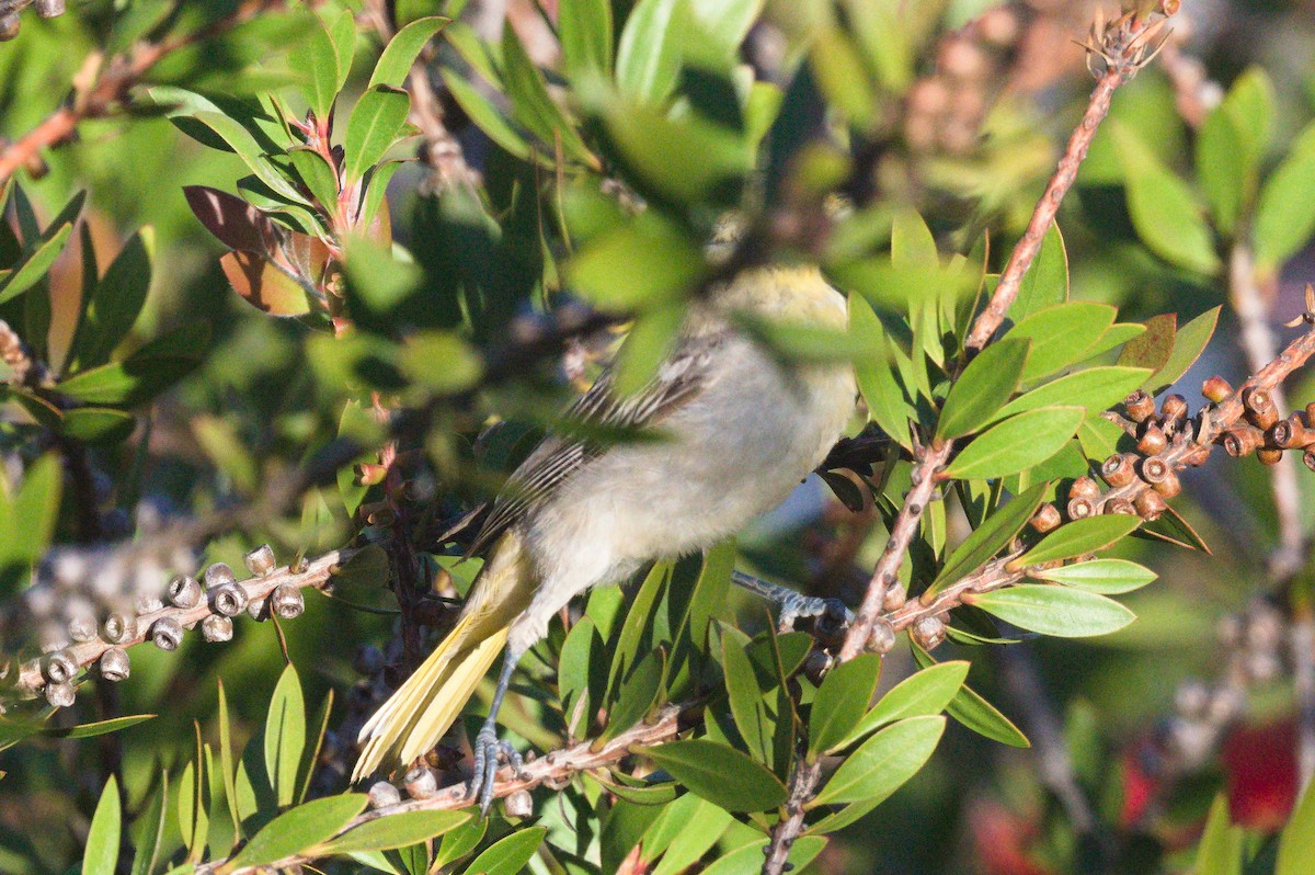 Bullock's/Baltimore Oriole - ML643802488