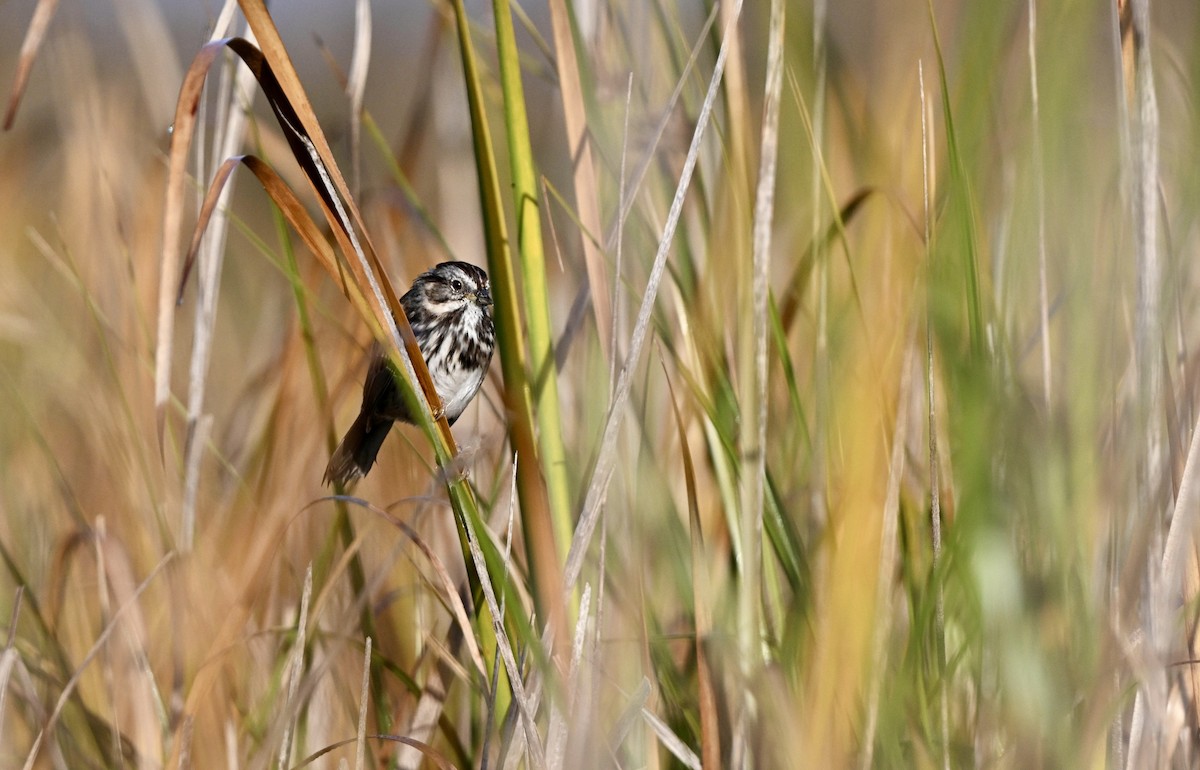 Song Sparrow - ML643802492