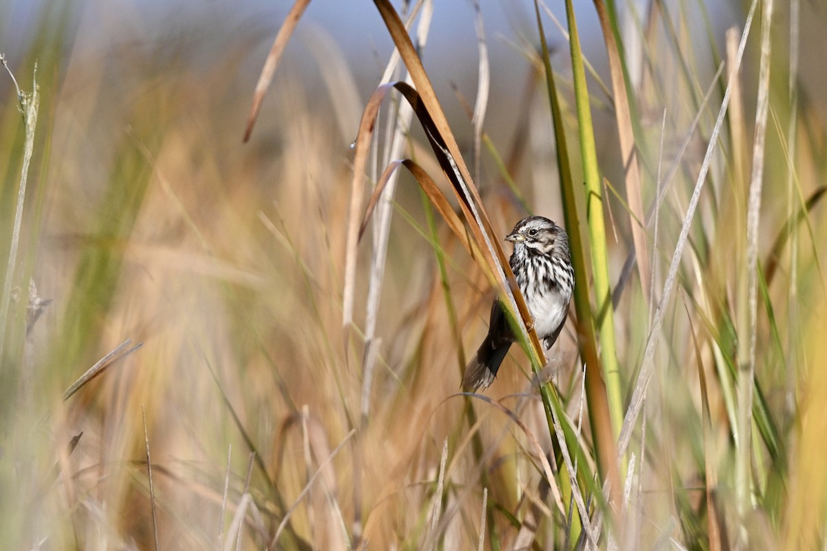 Song Sparrow - ML643802493