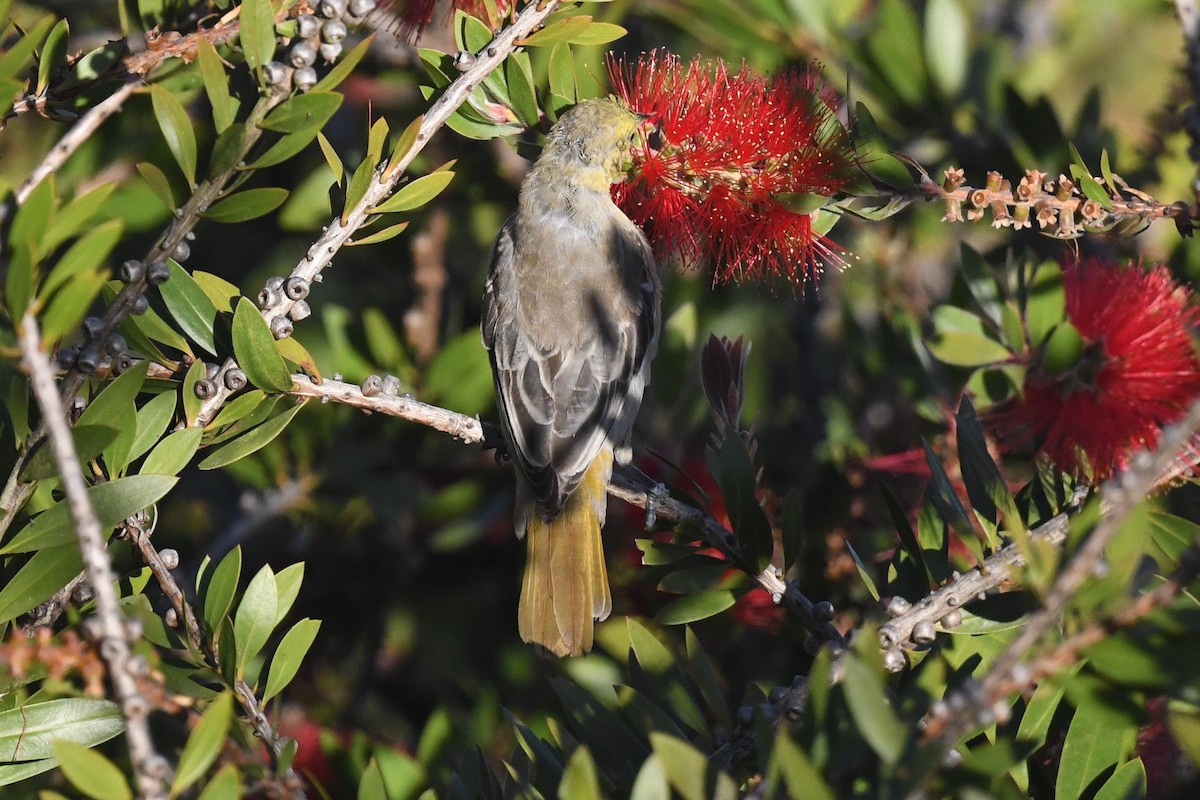Bullock's/Baltimore Oriole - ML643802503