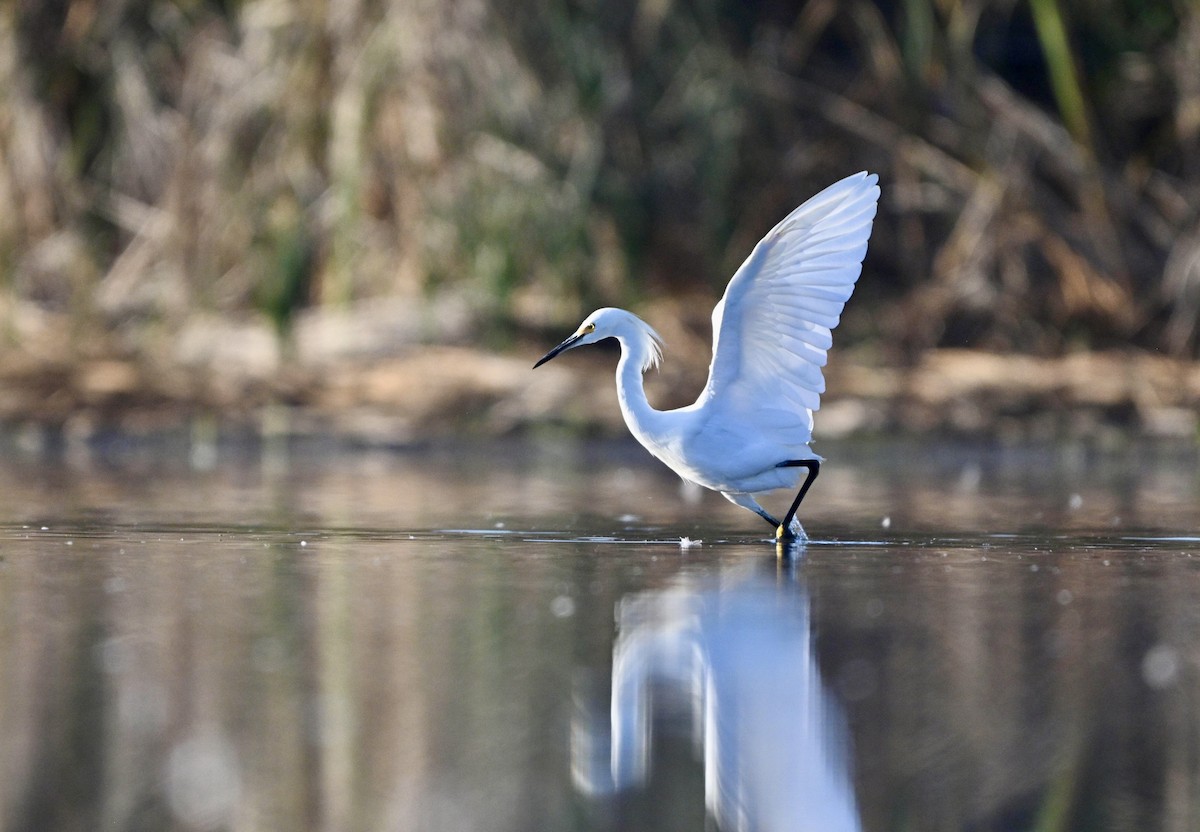 Snowy Egret - ML643802506