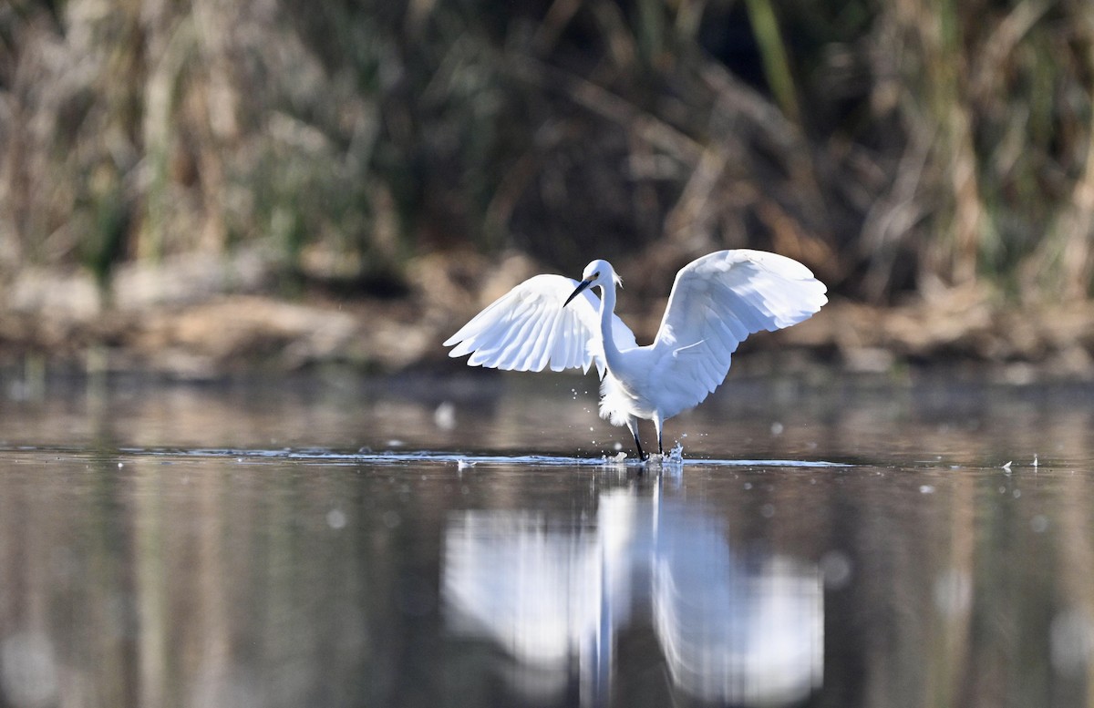 Snowy Egret - ML643802508