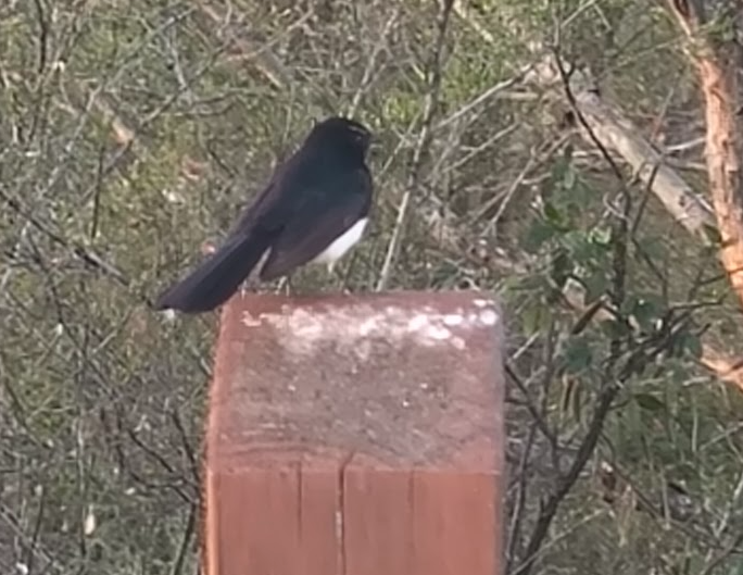Willie-wagtail - ML643802512