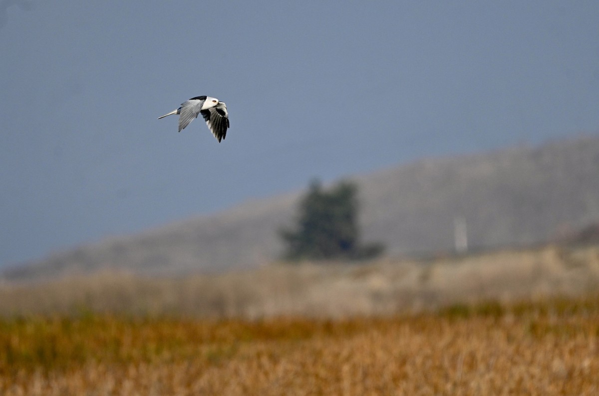 White-tailed Kite - ML643802514