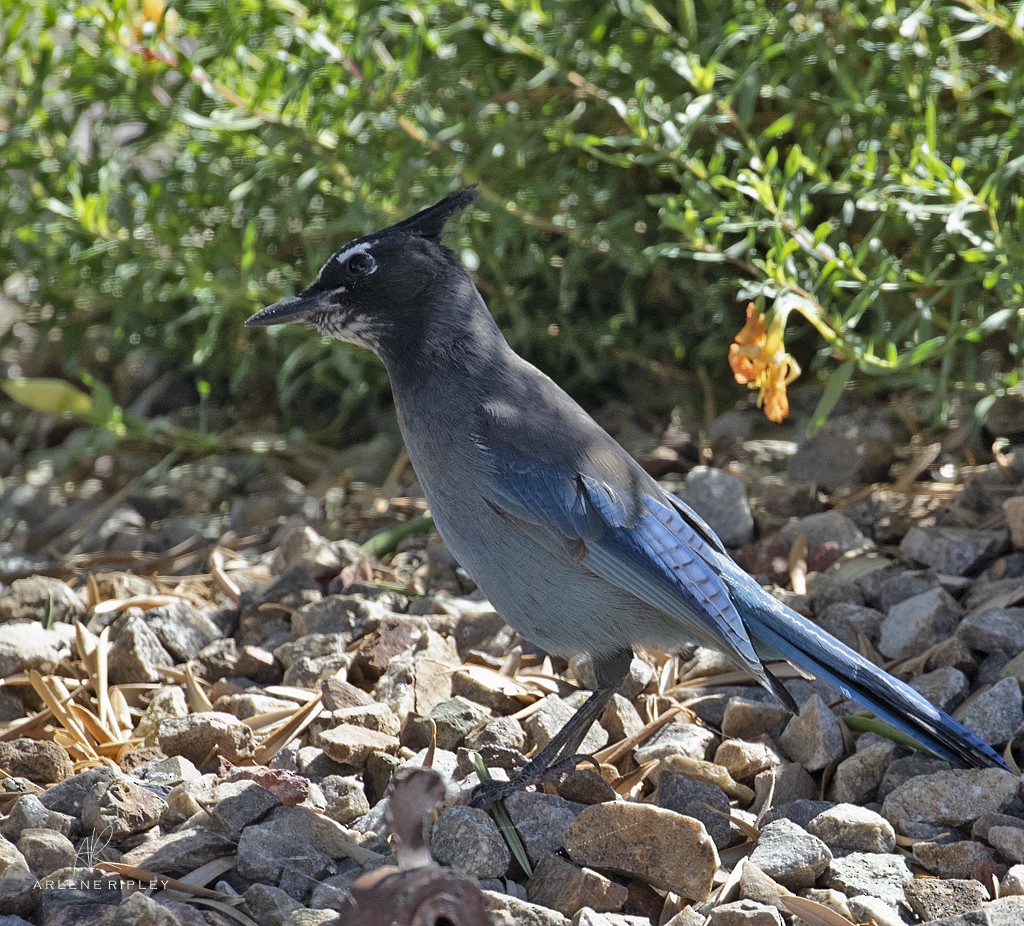 Steller's Jay - ML643802527