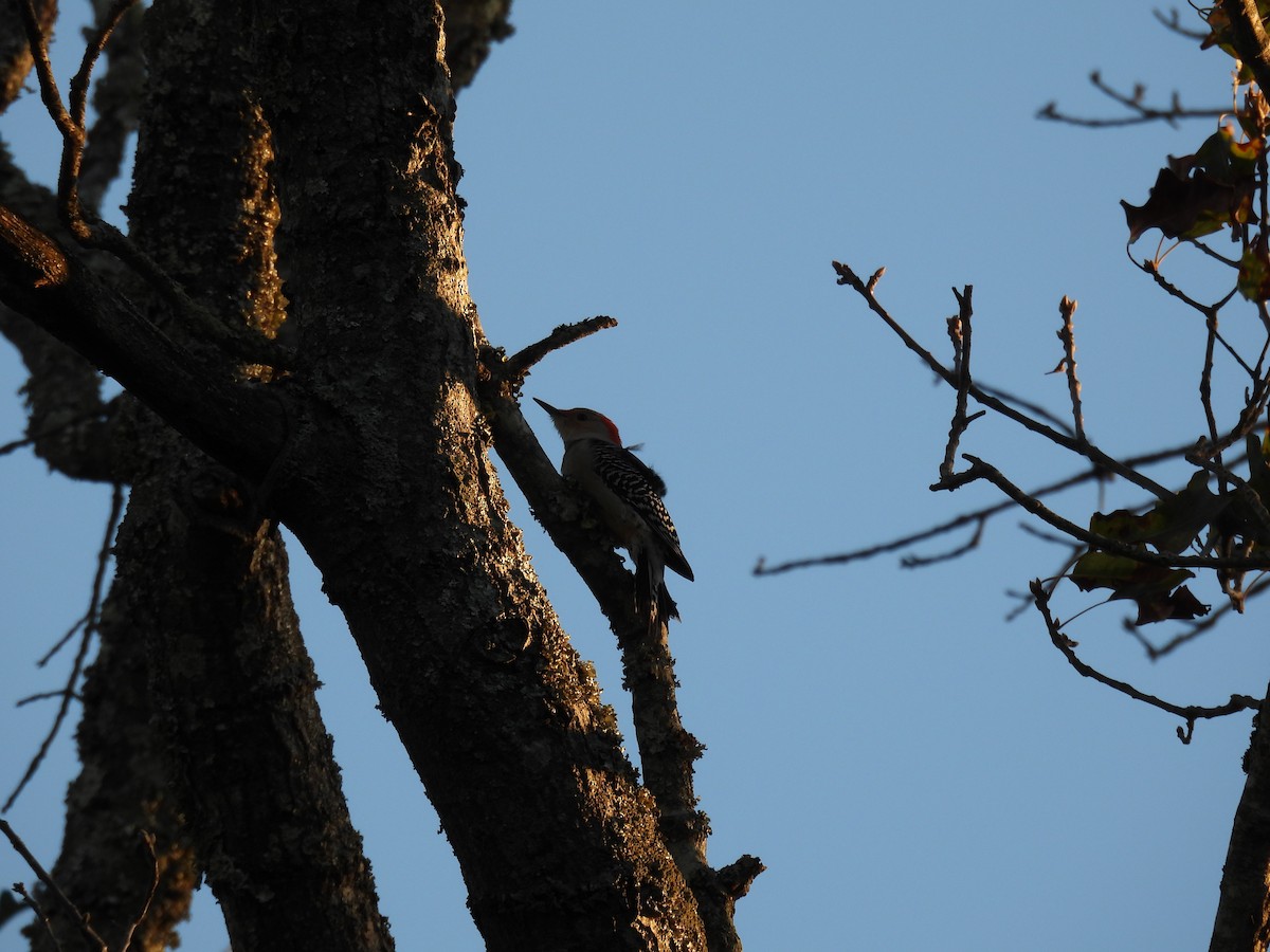 Red-bellied Woodpecker - ML643802528