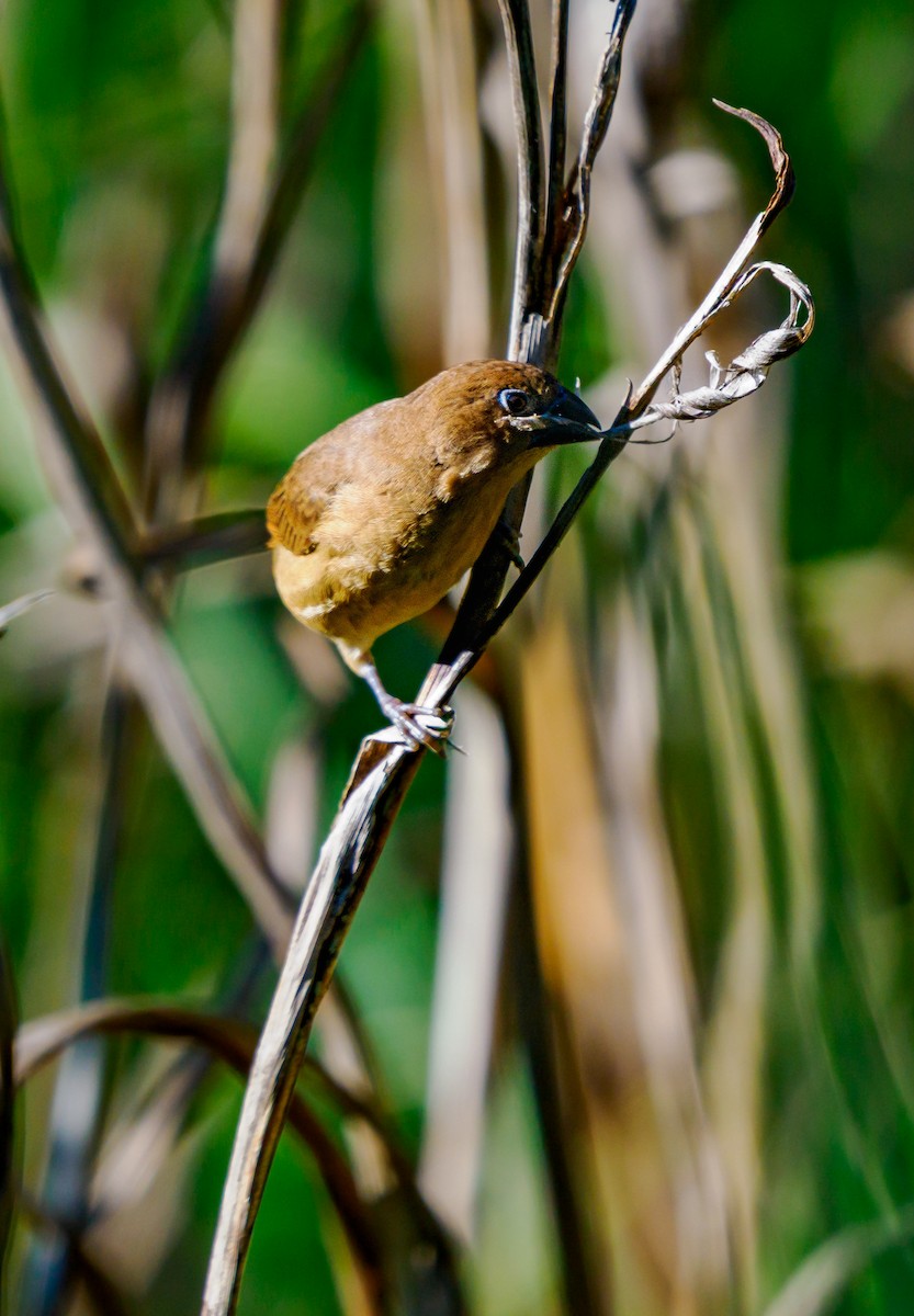 斑文鳥 - ML643802529