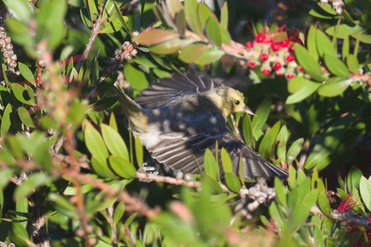 Bullock's/Baltimore Oriole - ML643802532