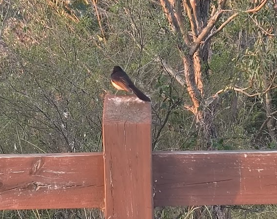 Willie-wagtail - ML643802533