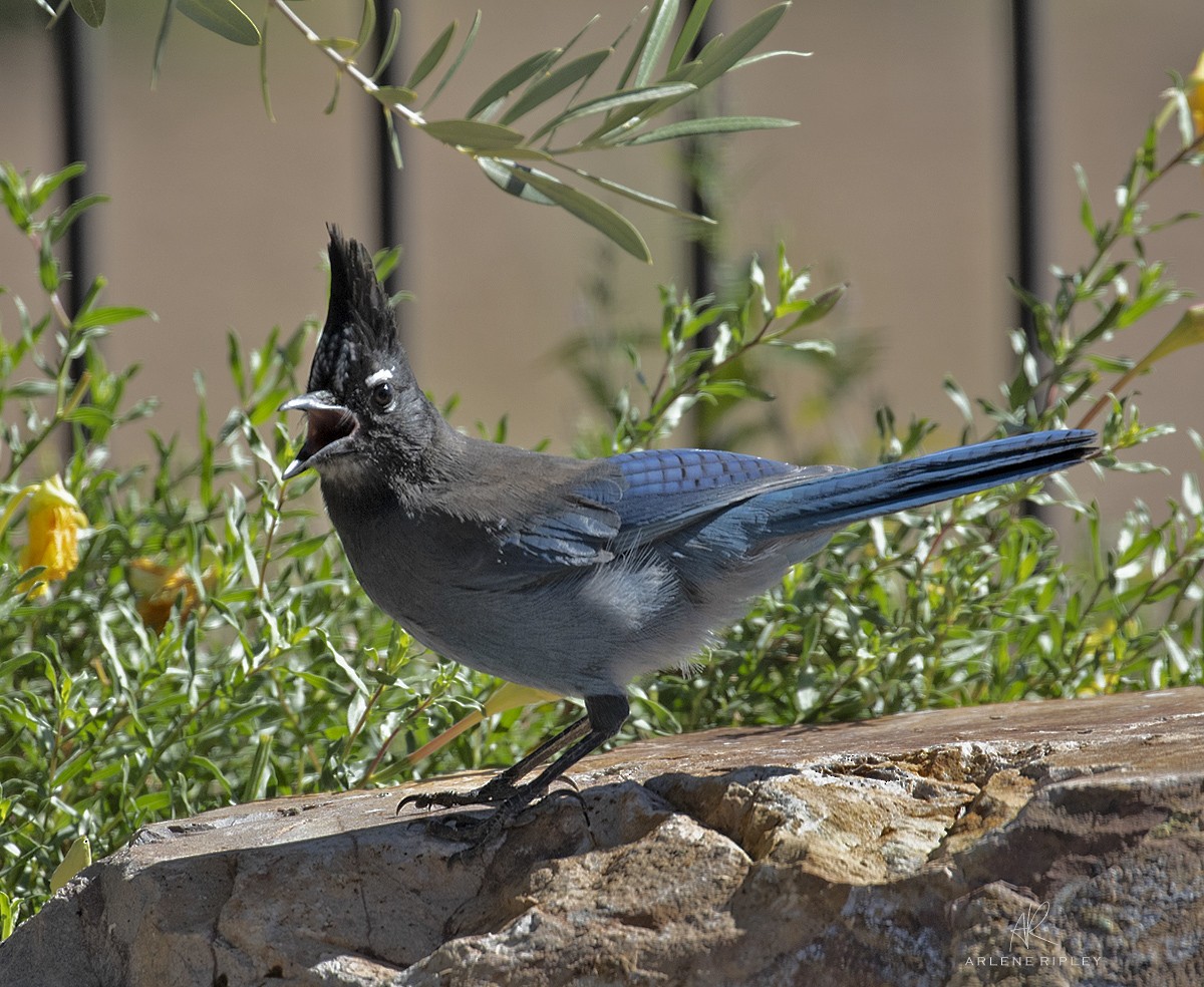 Steller's Jay - ML643802537