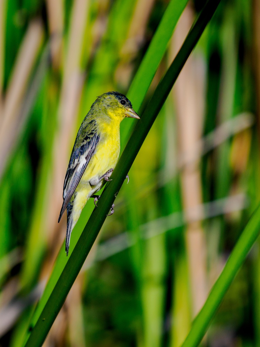 Lesser Goldfinch - ML643802538