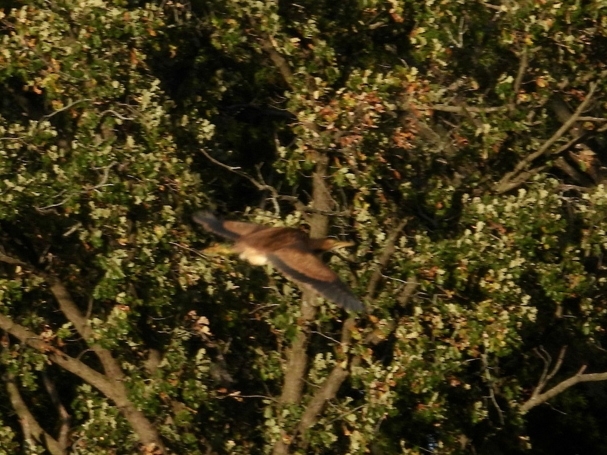 American Bittern - ML643802541