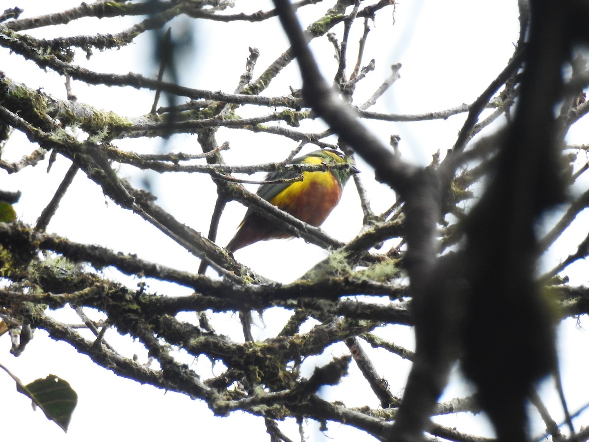 Chestnut-breasted Chlorophonia - ML643802544