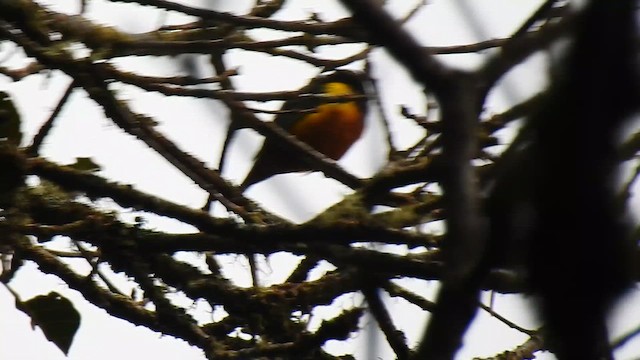 Chestnut-breasted Chlorophonia - ML643802553