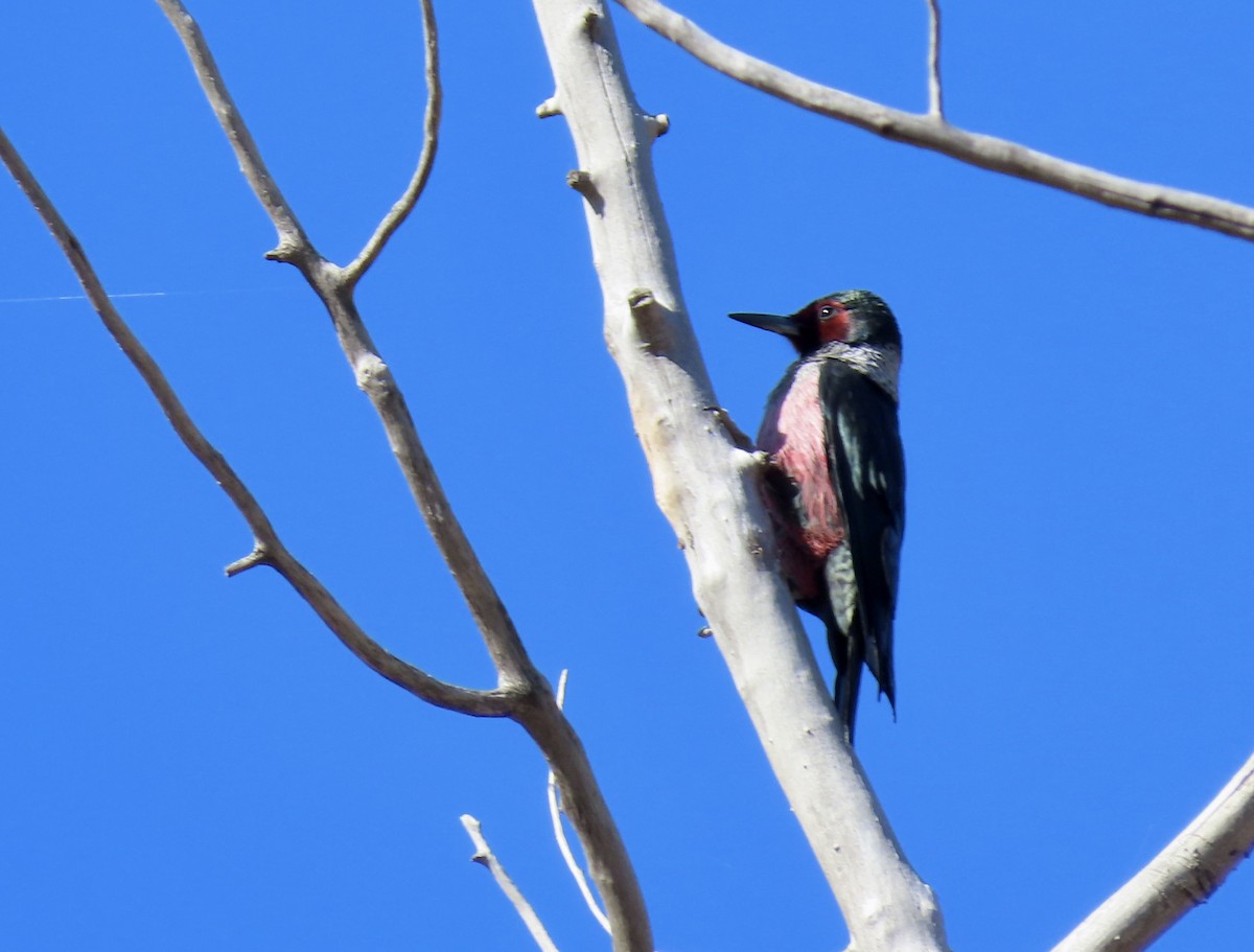 Lewis's Woodpecker - ML643802569