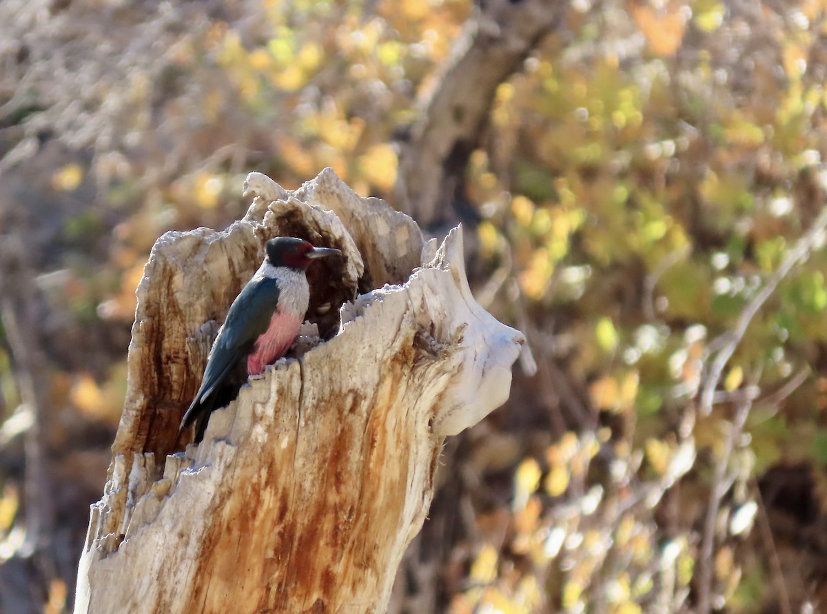 Lewis's Woodpecker - ML643802570