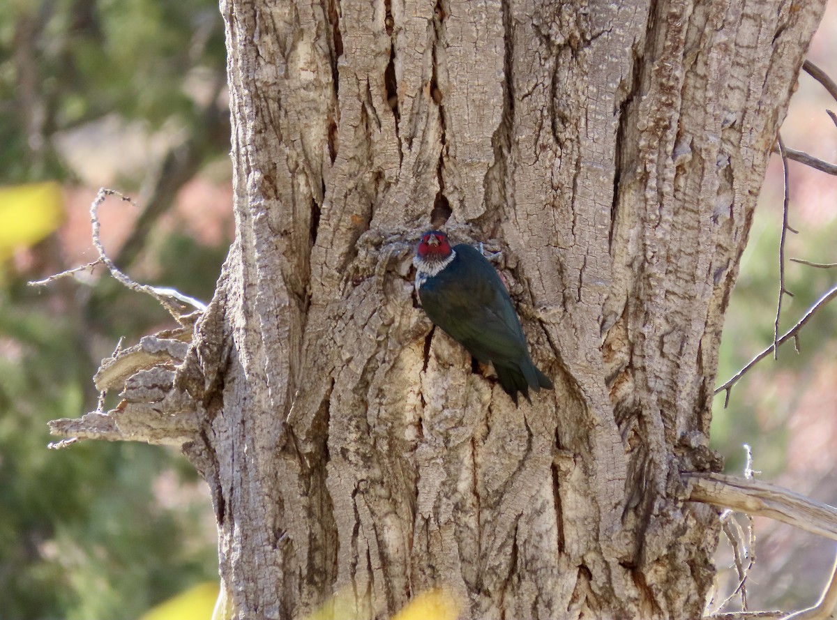 Lewis's Woodpecker - ML643802571