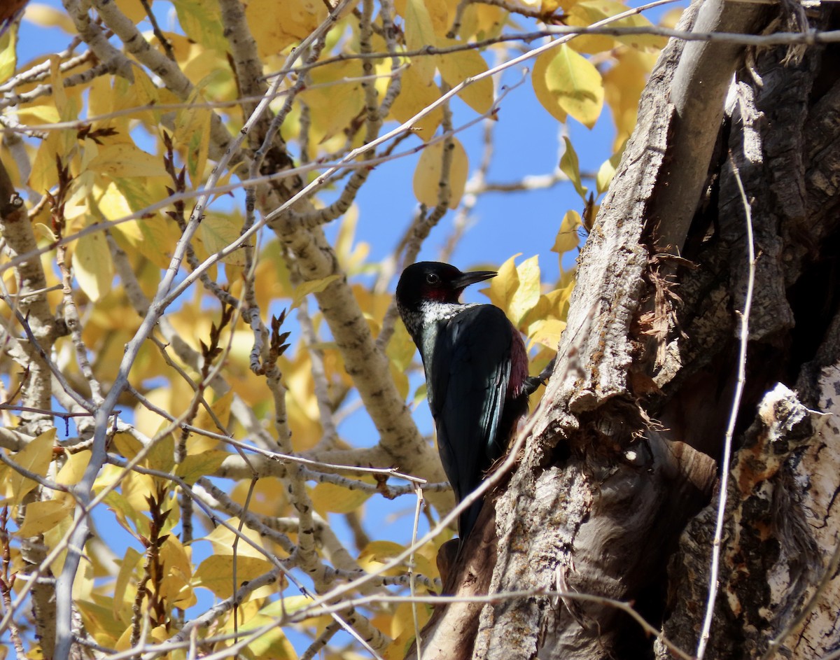 Lewis's Woodpecker - ML643802572